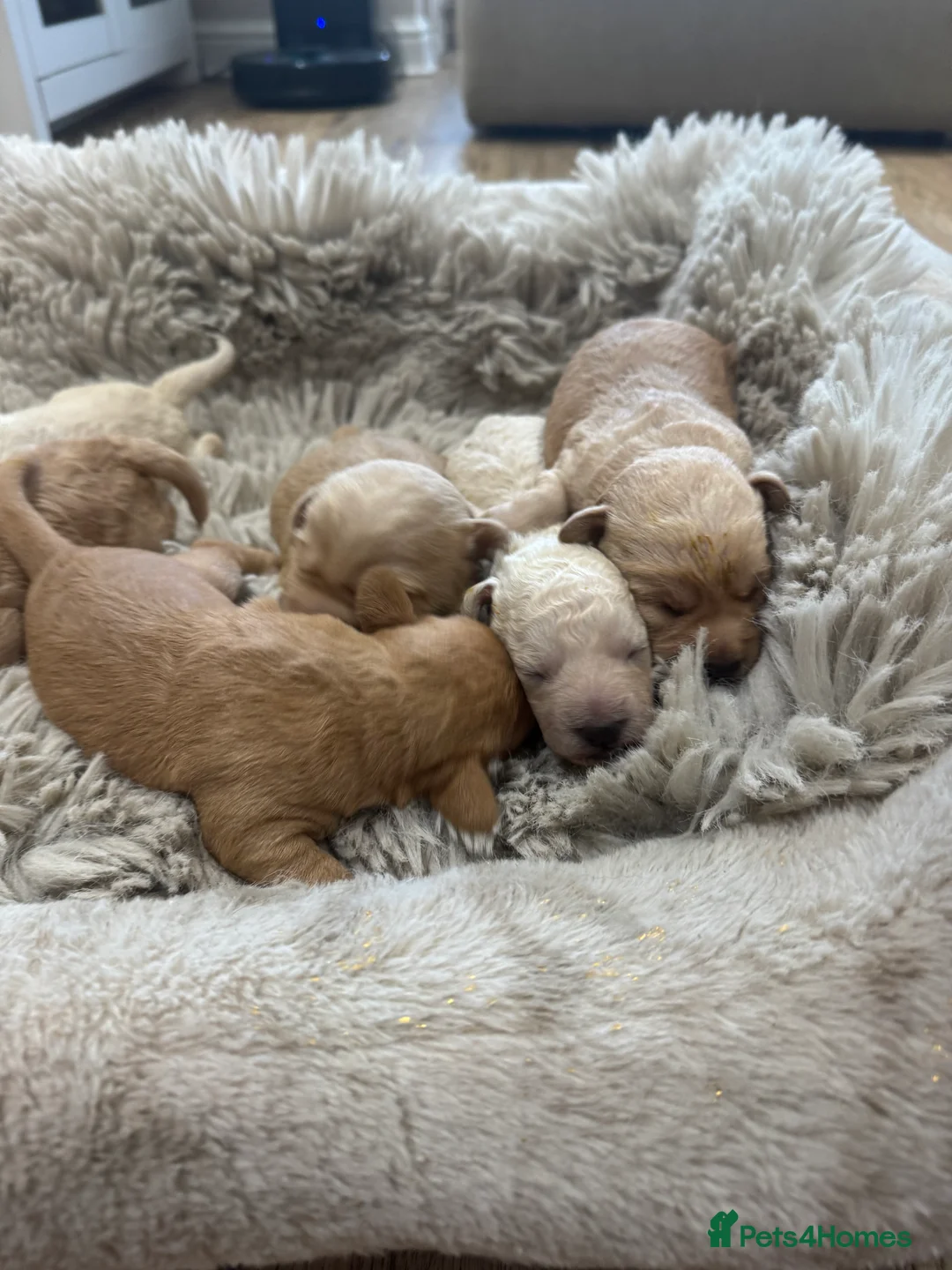 Cockapoo dogs for sale: Beautiful healthy cockapoo - Advert 4