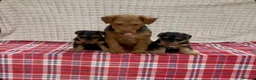 Welsh Terrier dogs for sale: BEAUTIFUL WELSH TERRIER PUPPIES  - Advert 18