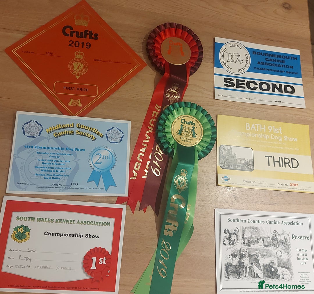 English Bull Terrier dogs for stud: Quality Kc Registered Red & White in Southampton - Advert 17