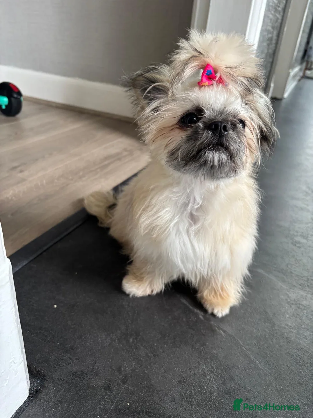 Mixed Breed dogs for sale: Hi I’m Lucy  - Advert 2