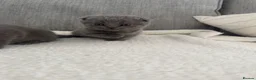 British Shorthair cats for sale: British shorthair/Scottish fold  - Advert 12