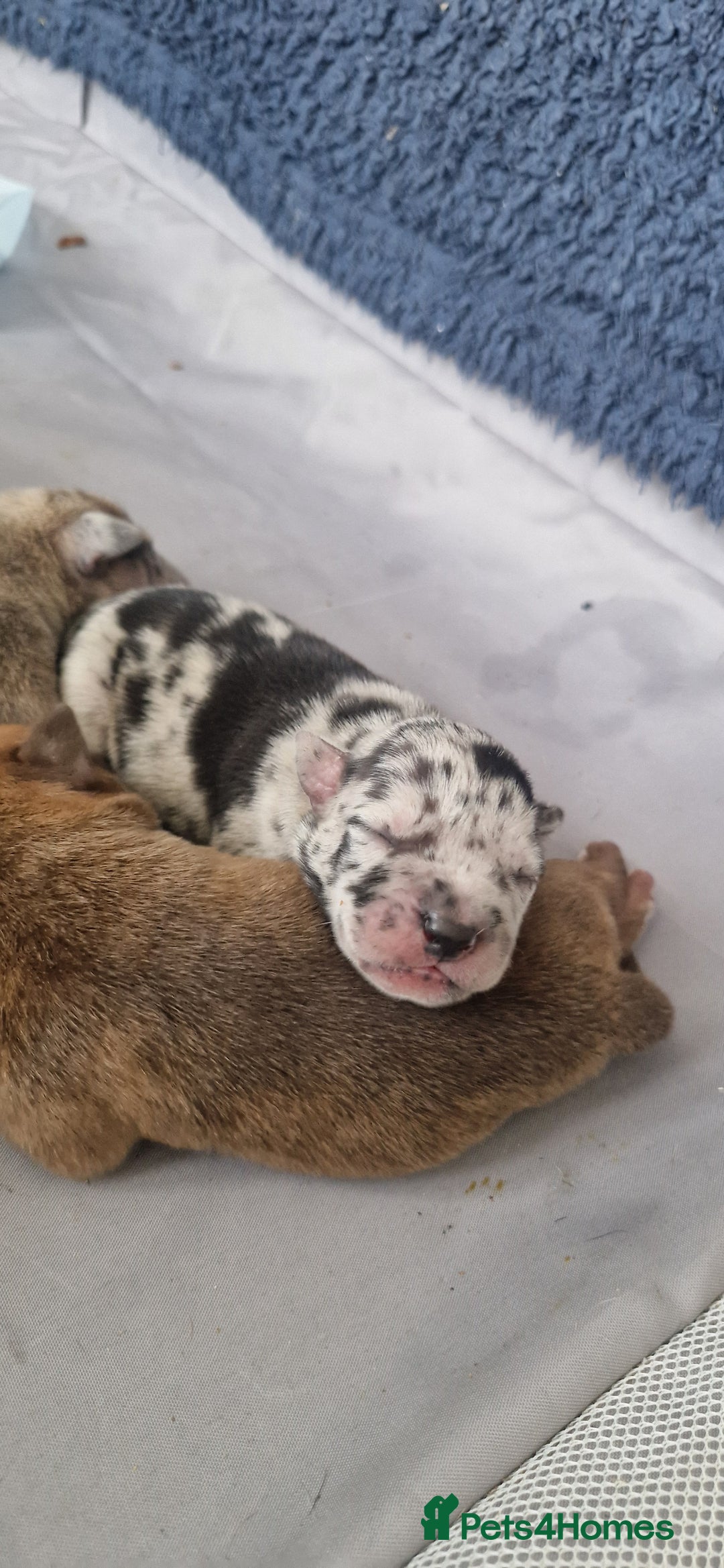 Mixed Breed dogs for sale: 8 Bully X Puppies  - Image 26