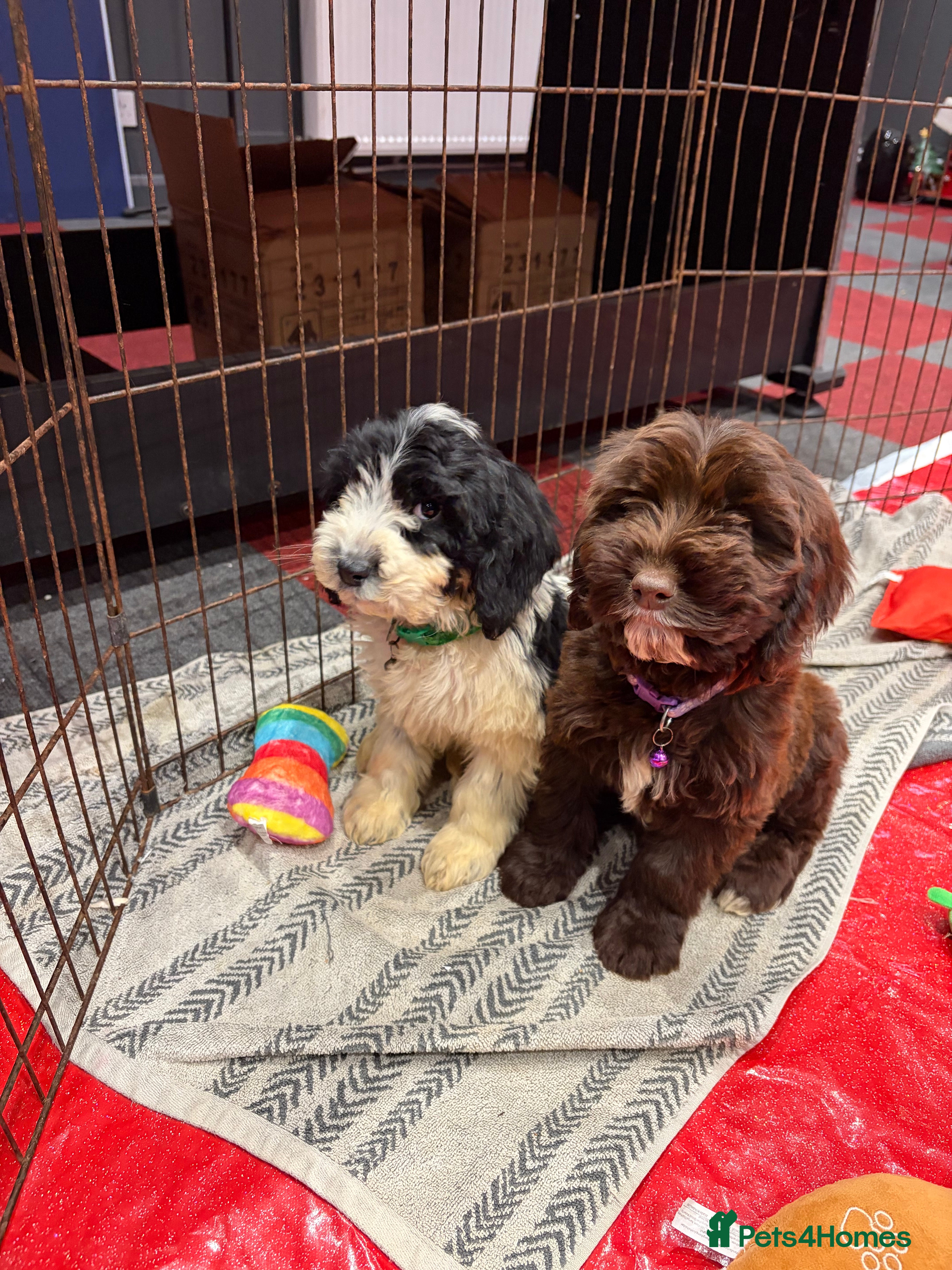 Cockapoo dogs Last 2 Stunning cockapoo puppies - Advert 2