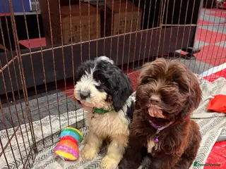 Cockapoo dogs Last 2 Stunning cockapoo puppies - Advert 2