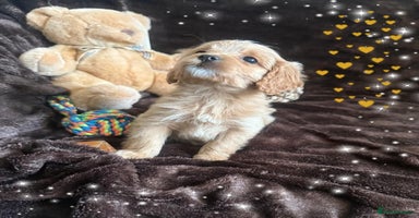 Cavapoo dogs - Advert 12