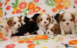 Cavalier King Charles Spaniel dogs for sale: 7 Puppies ready for reservations - Image 12