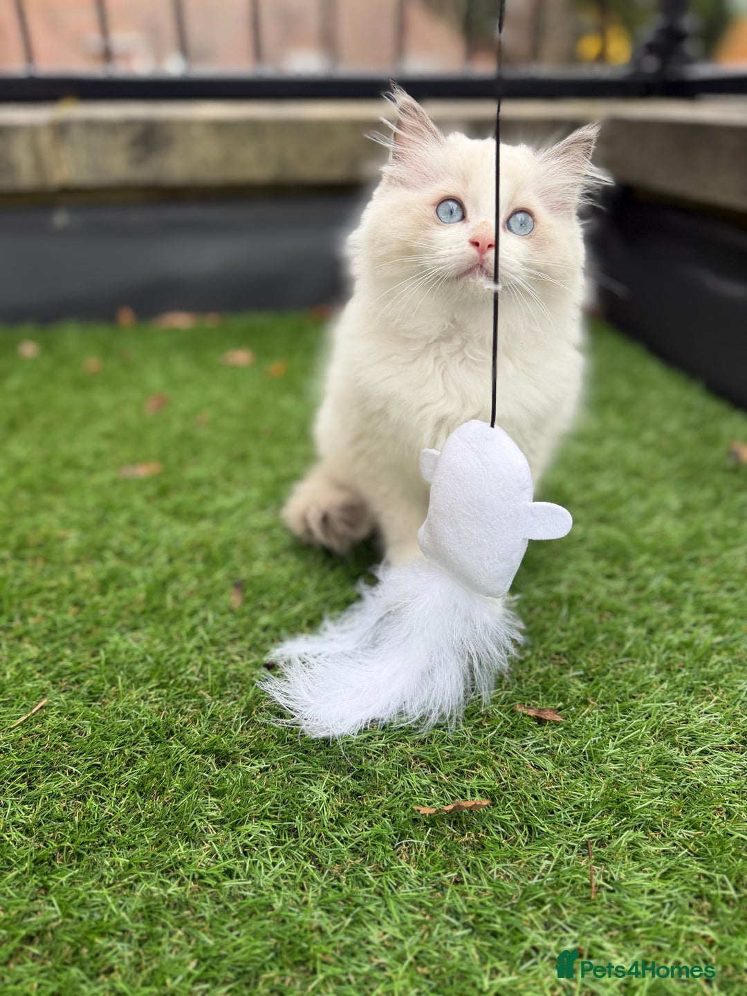 Ragdoll cats for sale: Adorable Male Ragdoll Kittens Looking forHomes! 🐾 - Image 5