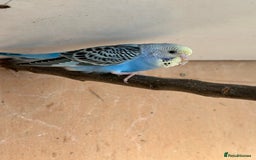 Budgerigars birds for sale: Young Female baby budgies - Image 2