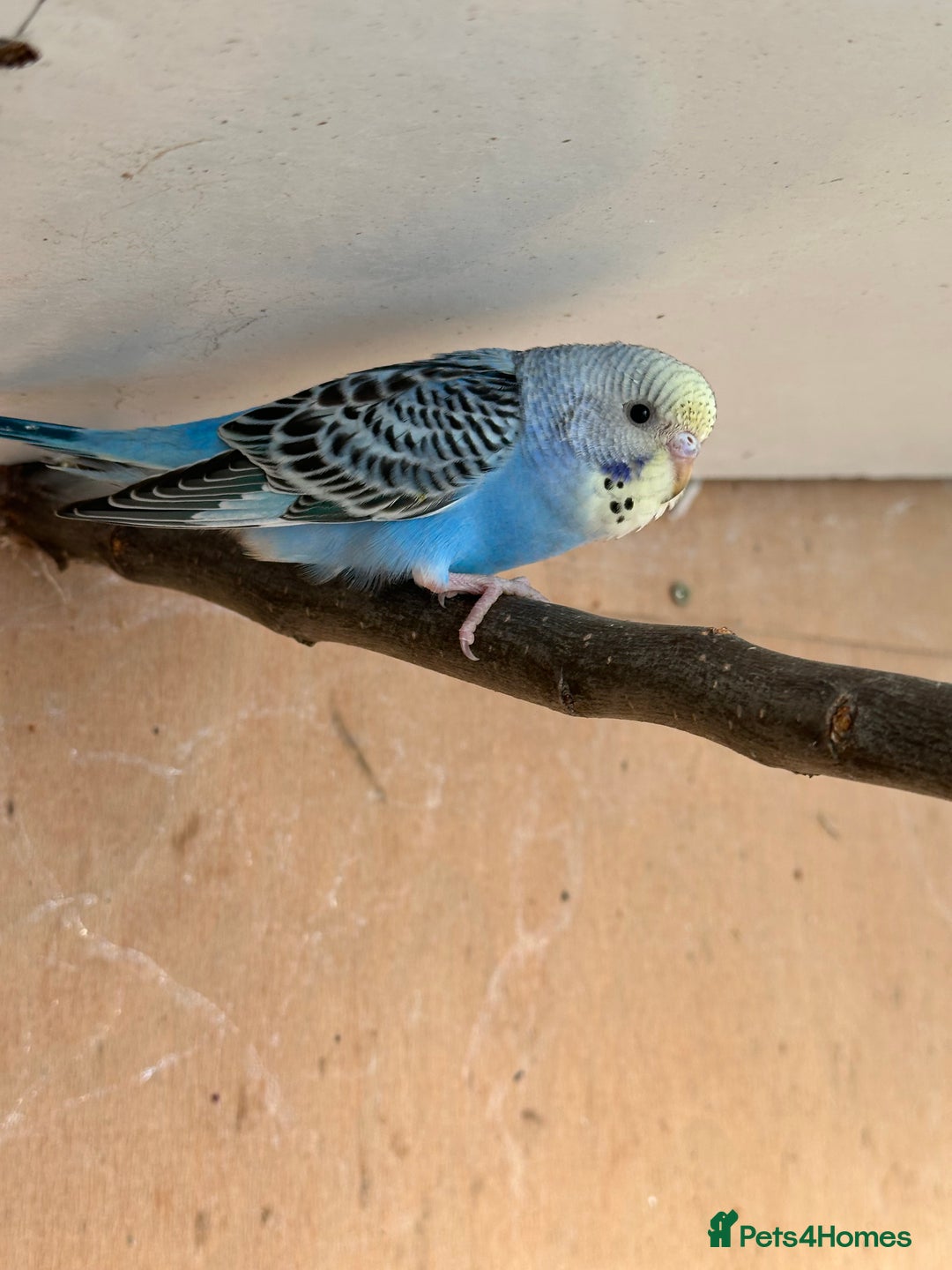 Budgerigars birds for sale: Young Female baby budgies - Image 2