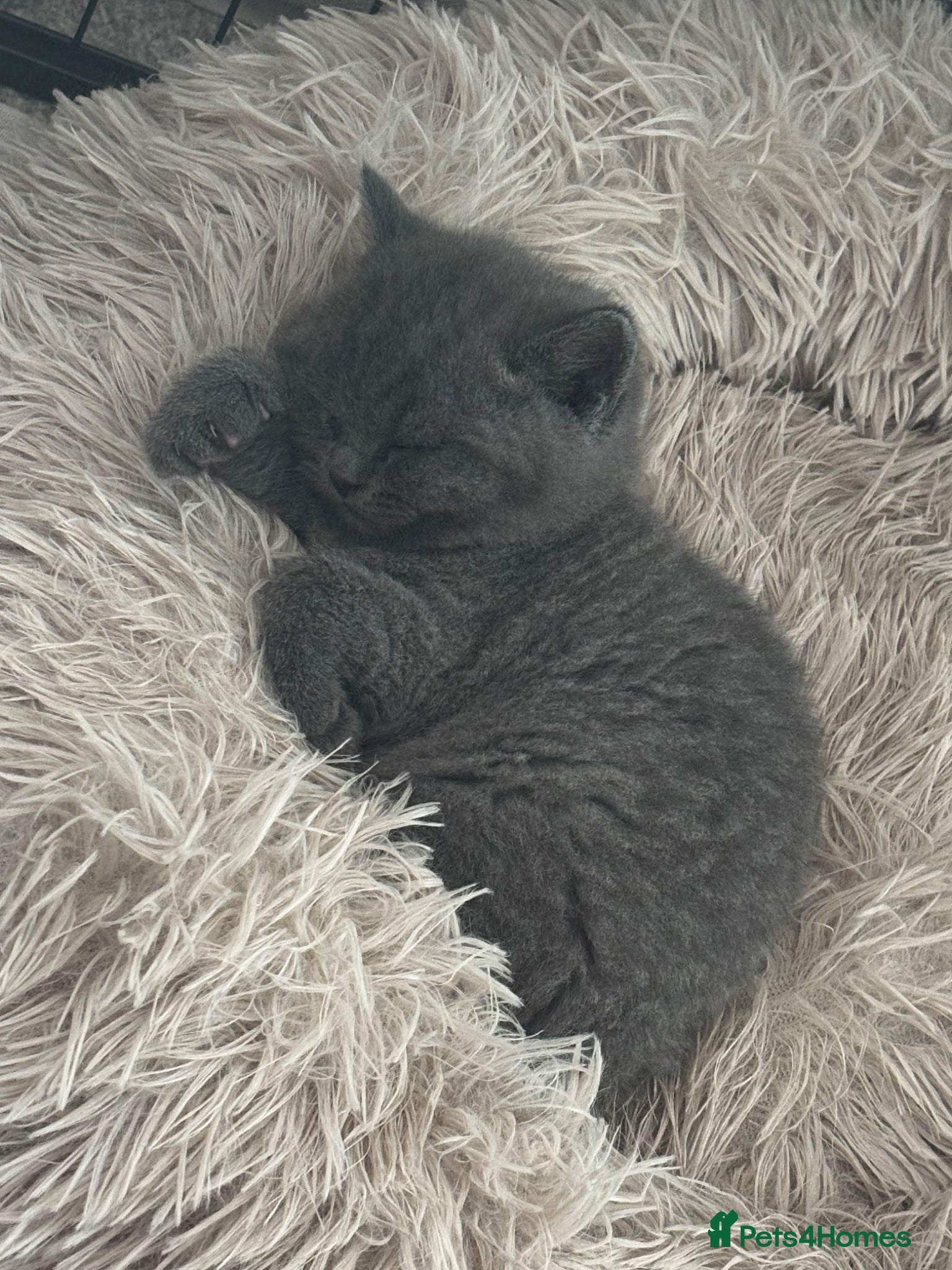 British Shorthair cats Amazing British short hair kittens!!  - Advert 1