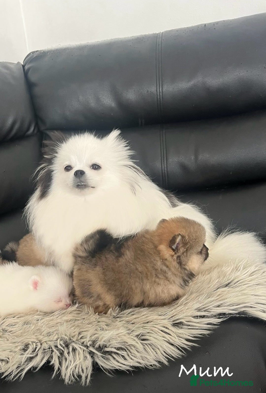 Pomeranian dogs for sale: Stunning 🧸 Teddy 🏆 Champion Line Boy - Image 9