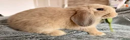 Mini Lop rabbits for sale: Adorable 8-Week-Old Baby Rabbits for Sale 🐰 - Advert 26