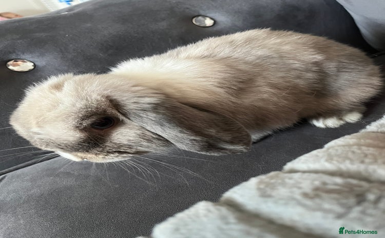 Mini Lop rabbits - Advert 1