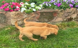 Golden Retriever dogs for sale: Dark fox red KC golden retriever puppies - Image 20