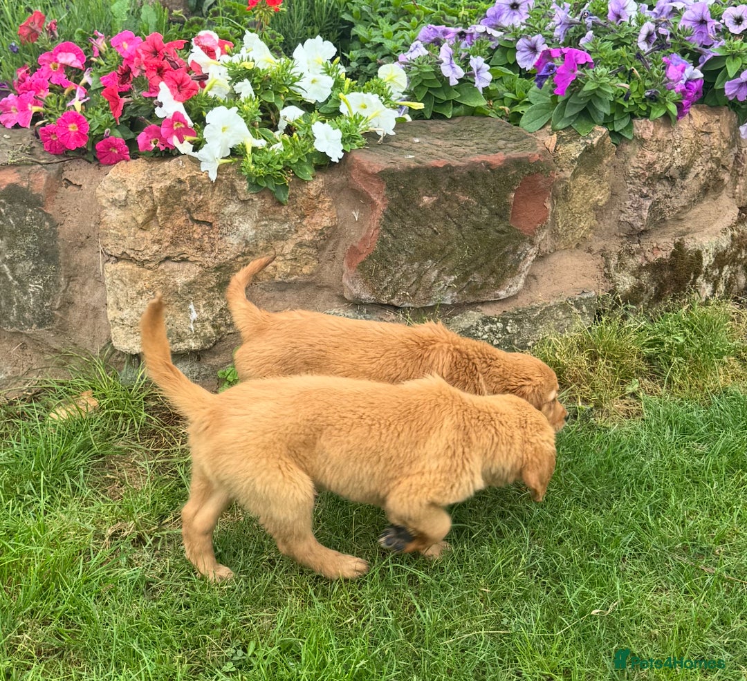 Golden Retriever dogs for sale: Dark fox red KC golden retriever puppies - Image 20
