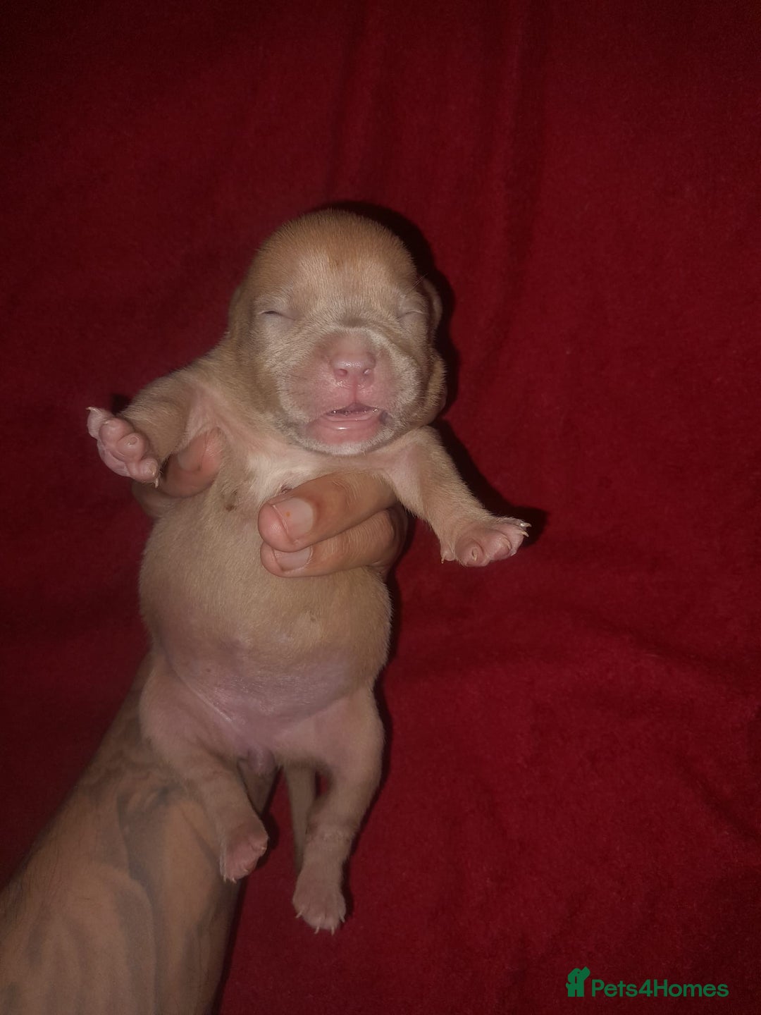 American Bully dogs for sale: American POCKET Bully - Advert 6