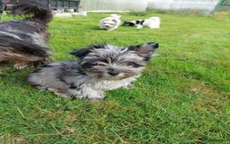 Yorkshire Terrier dogs for sale: Rare Colourful Pedigree Yorkies Certified Breeder - Image 19