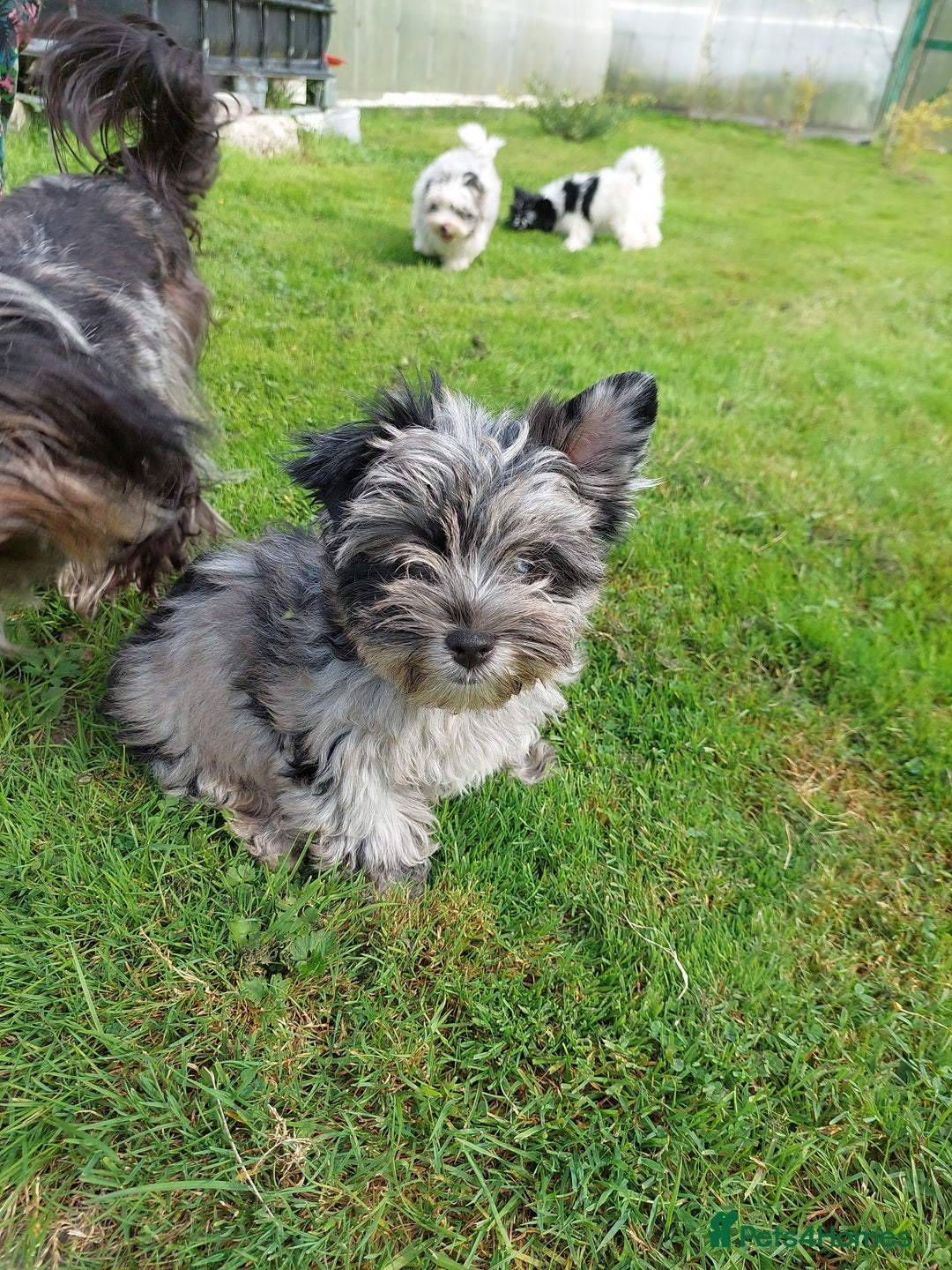 Yorkshire Terrier dogs for sale: Rare Colourful Pedigree Yorkies Certified Breeder - Image 19