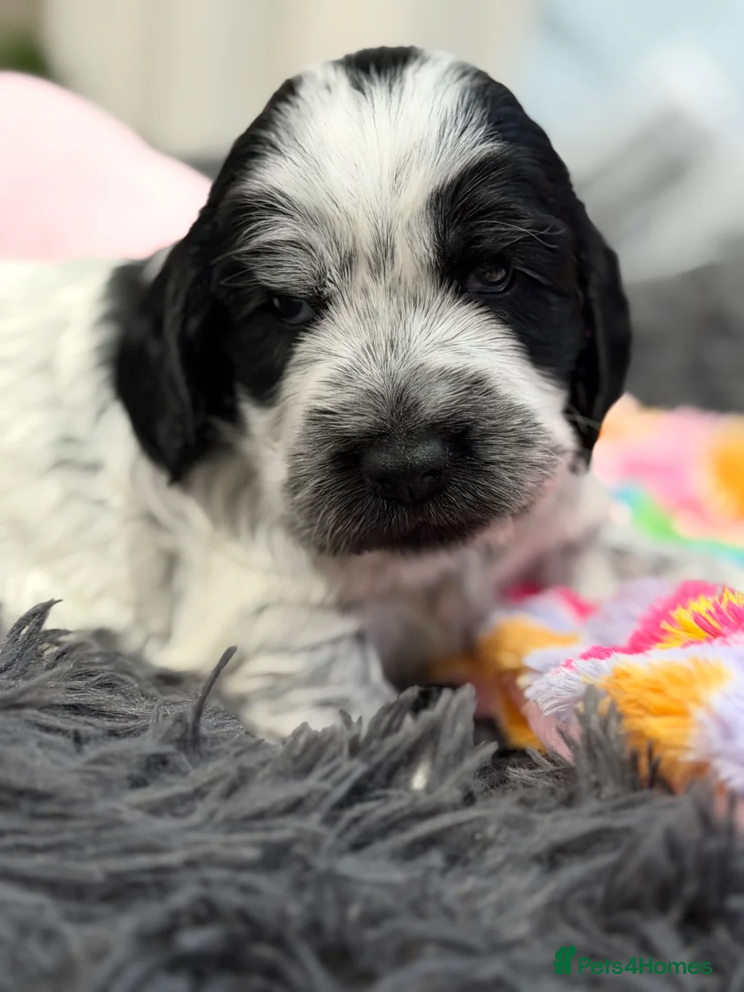 Cocker Spaniel dogs for sale: Tri and Blue Roan cocker spaniels  - Advert 6
