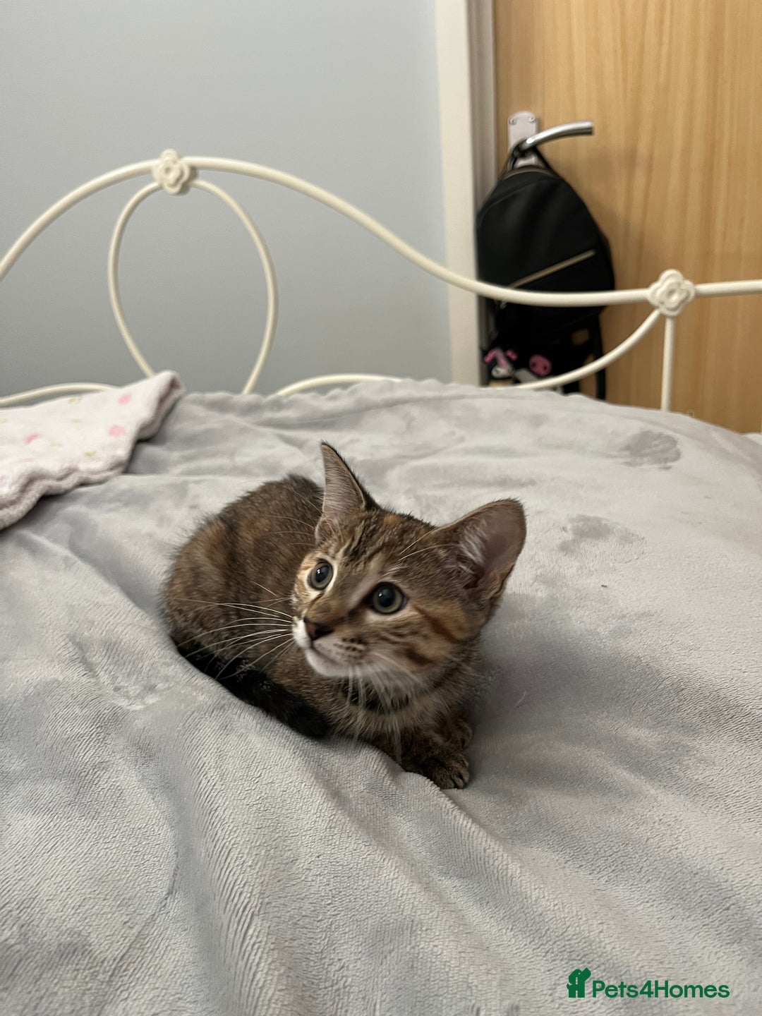 Mixed Breed cats for sale: Beautiful kittens ready for loving new homes.  - Image 31