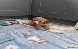 Cavapoo dogs for sale: * Cavapoo Boys available * - Image 28