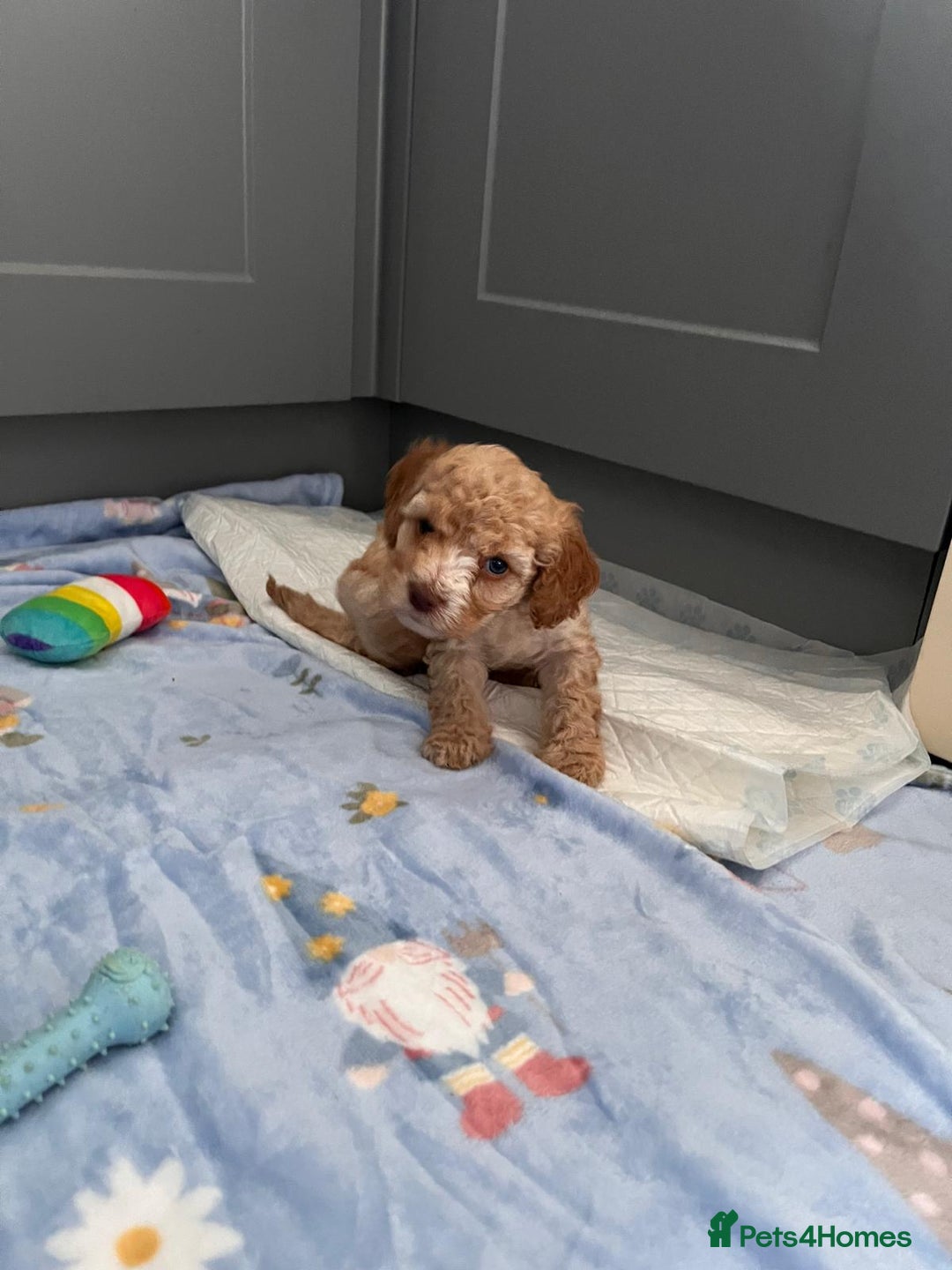 Cavapoo dogs for sale: * Cavapoo Boys available * - Image 28