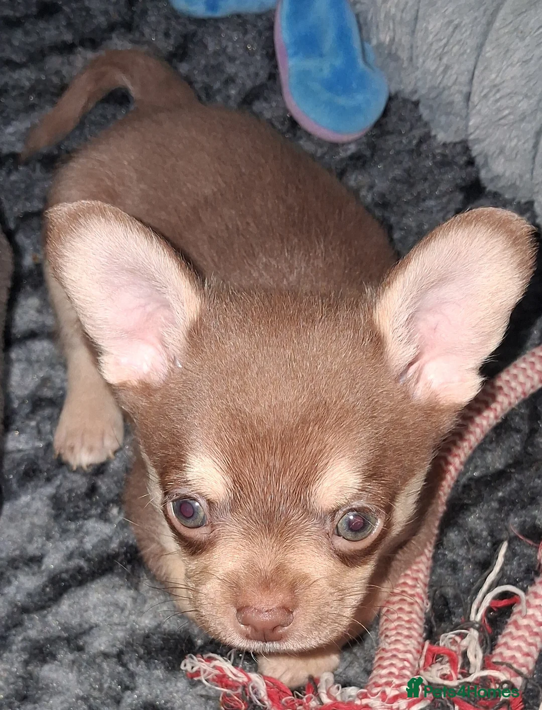 Pomchi dogs for sale:  10 Pomchi pups, various colours - Advert 24