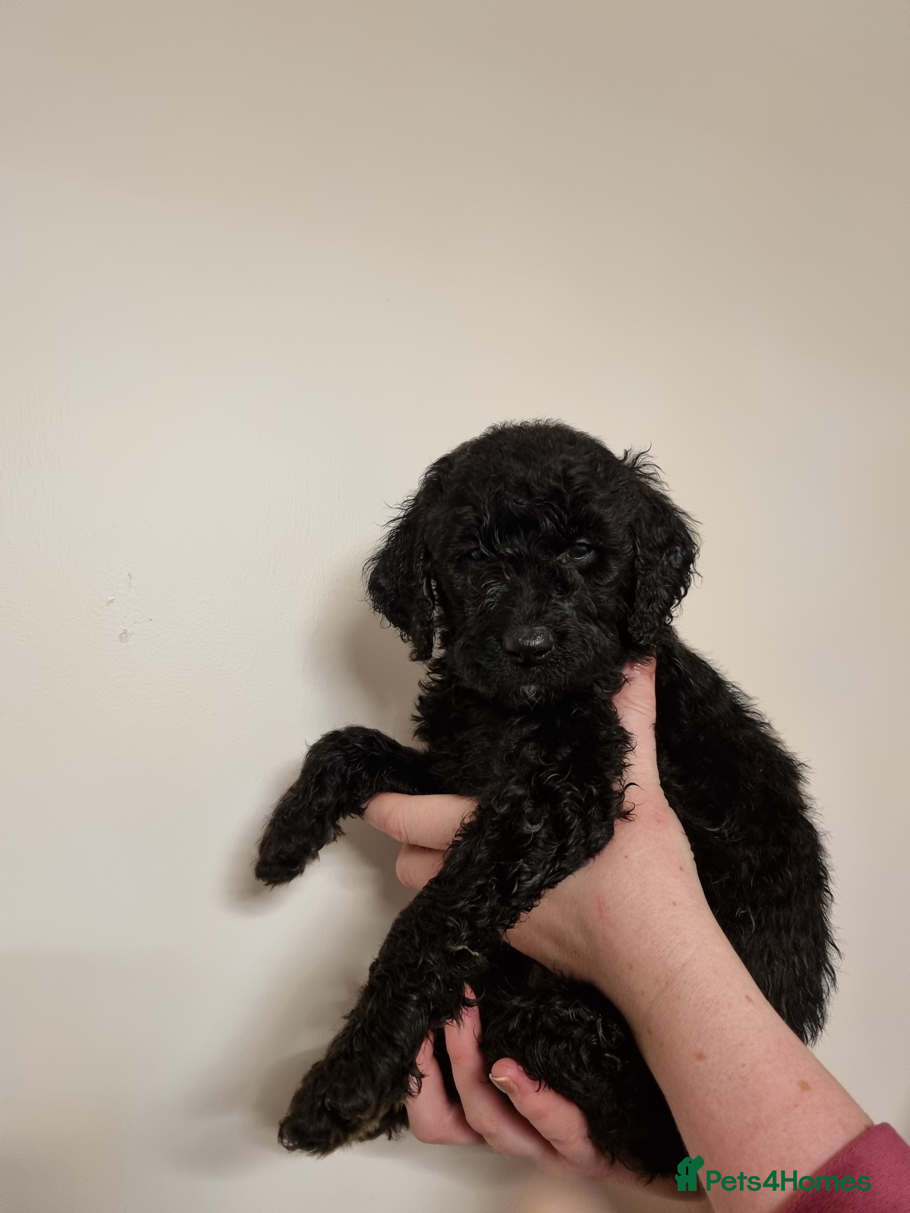 Mixed Breed dogs Goldendoodle x Irishdoodle puppies - Advert 2