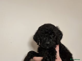 Mixed Breed dogs Goldendoodle x Irishdoodle puppies - Advert 17