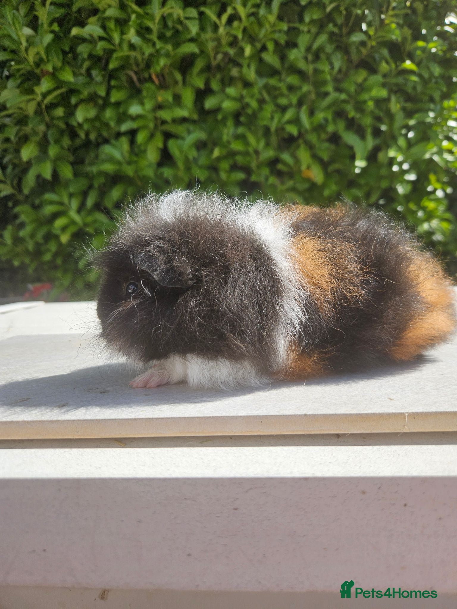 Guinea Pig rodents Baby male swiss guinea pigs  - Advert 18