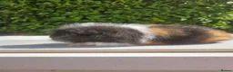 Guinea Pig rodents for sale: Baby male swiss guinea pigs  - Advert 7
