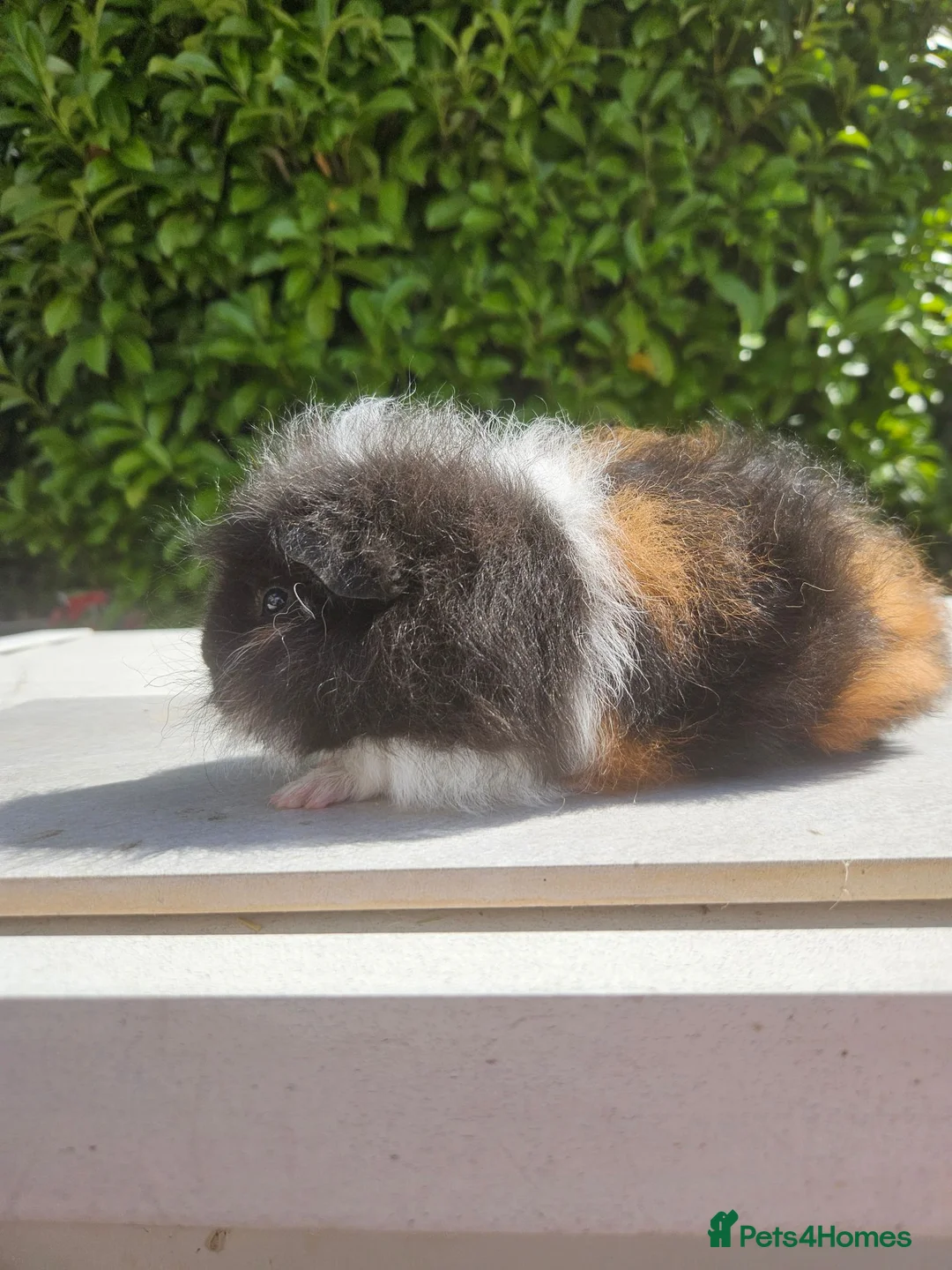 Guinea Pig rodents for sale: Baby male swiss guinea pigs  - Advert 2