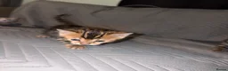 Bengal cats for sale: Outstanding pedigree bengals!  - Advert 9