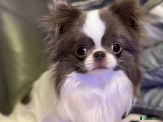 Chihuahua dogs Very handsome K.C Reg Russian Stud Boy Chihuahua in Dagenham - Advert 24