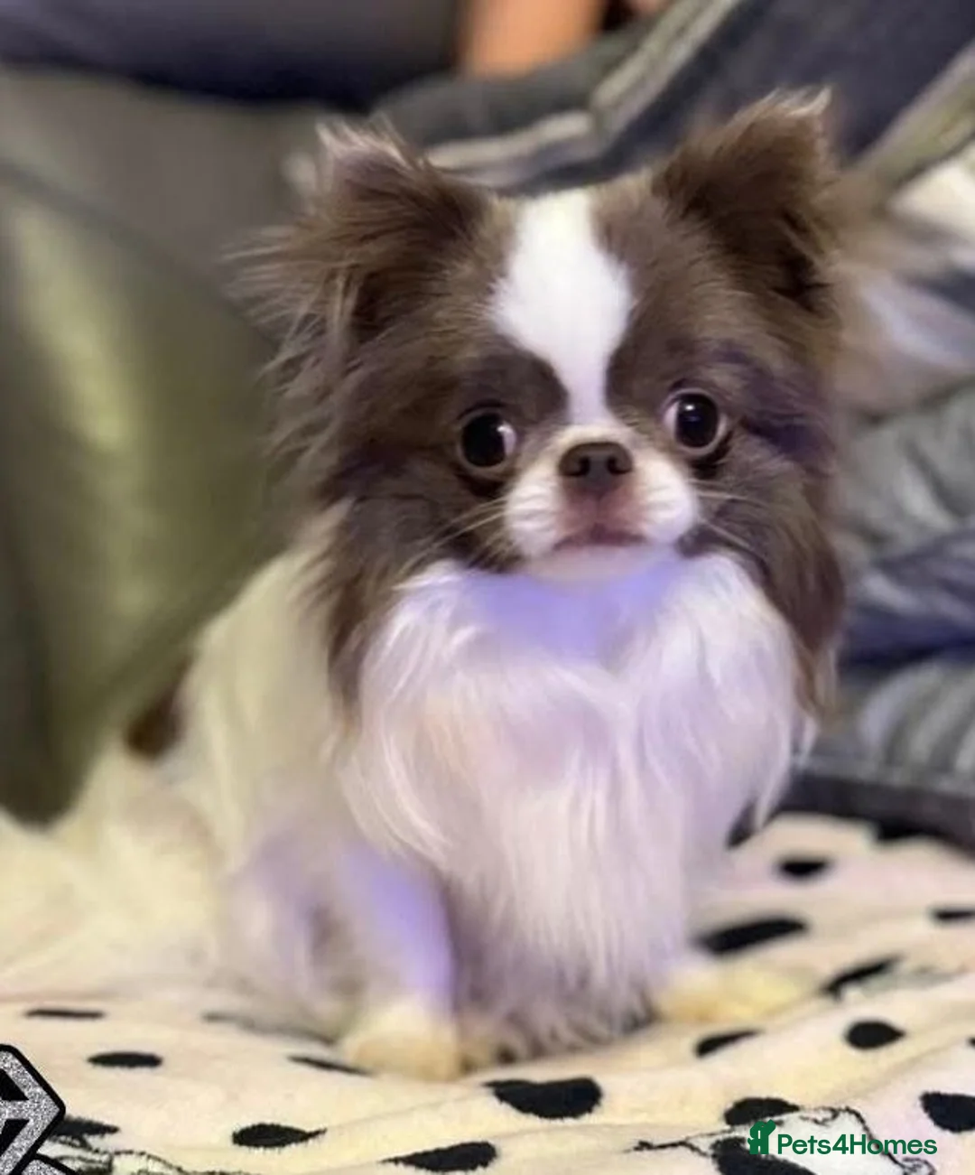 Chihuahua dogs for stud: Very handsome K.C Reg Russian Stud Boy Chihuahua in Dagenham - Advert 1