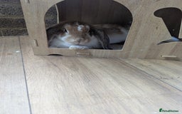 Mixed Breed rabbits for sale: Mixed lop English dot baby rabbit  - Image 4