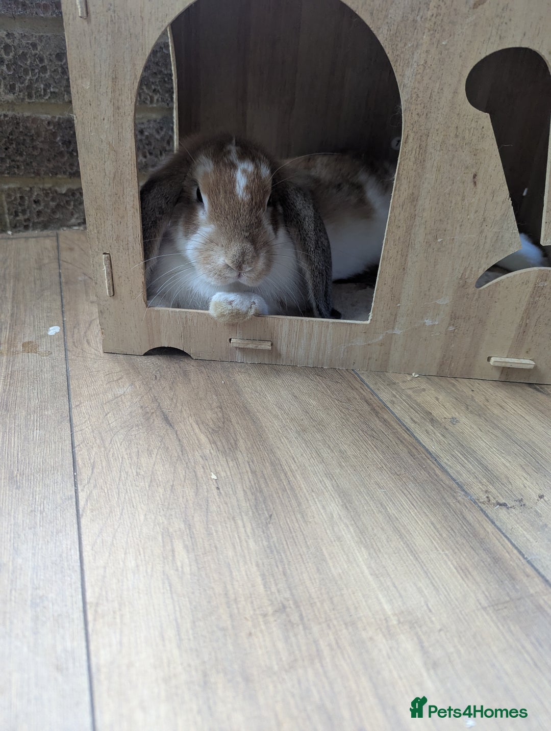 Mixed Breed rabbits for sale: Mixed lop English dot baby rabbit  - Image 4