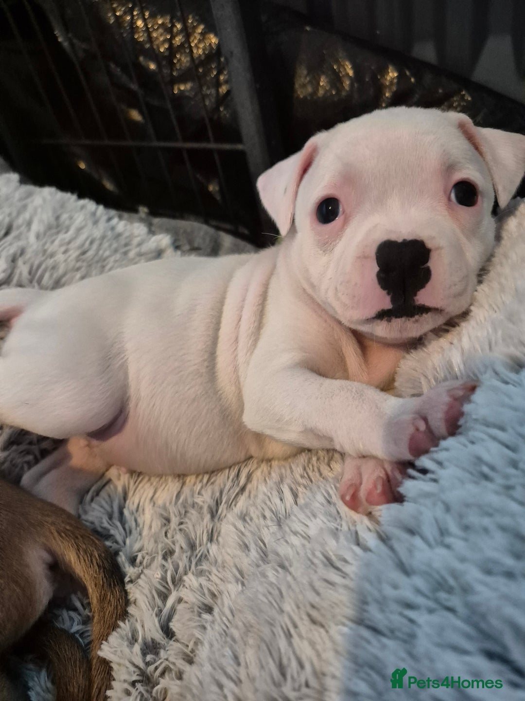 Staffordshire Bull Terrier dogs for sale: DNA HEALTH TESTED STAFFIE PUPPIES, BAER HEARING  - Advert 8