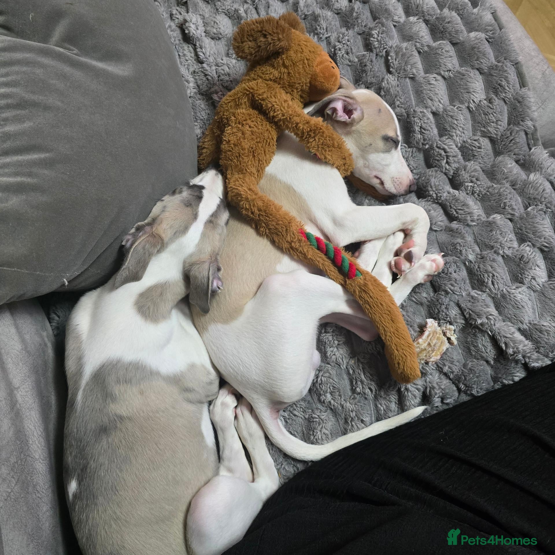 Whippet dogs The last 2 precious! Kc boys wippets 🐶    - Advert 2