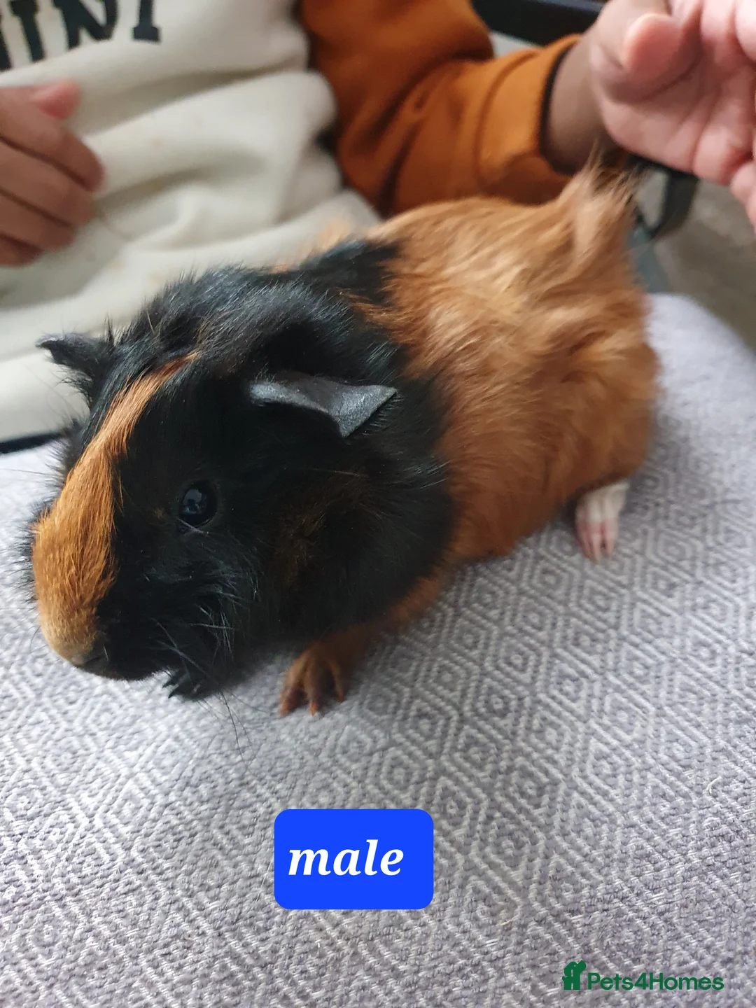 Guinea Pig rodents for sale: Guinea pig boys - Advert 4