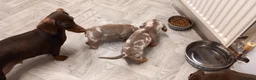 Miniature Dachshund dogs for sale: Beautiful mini dachshund  - Advert 6