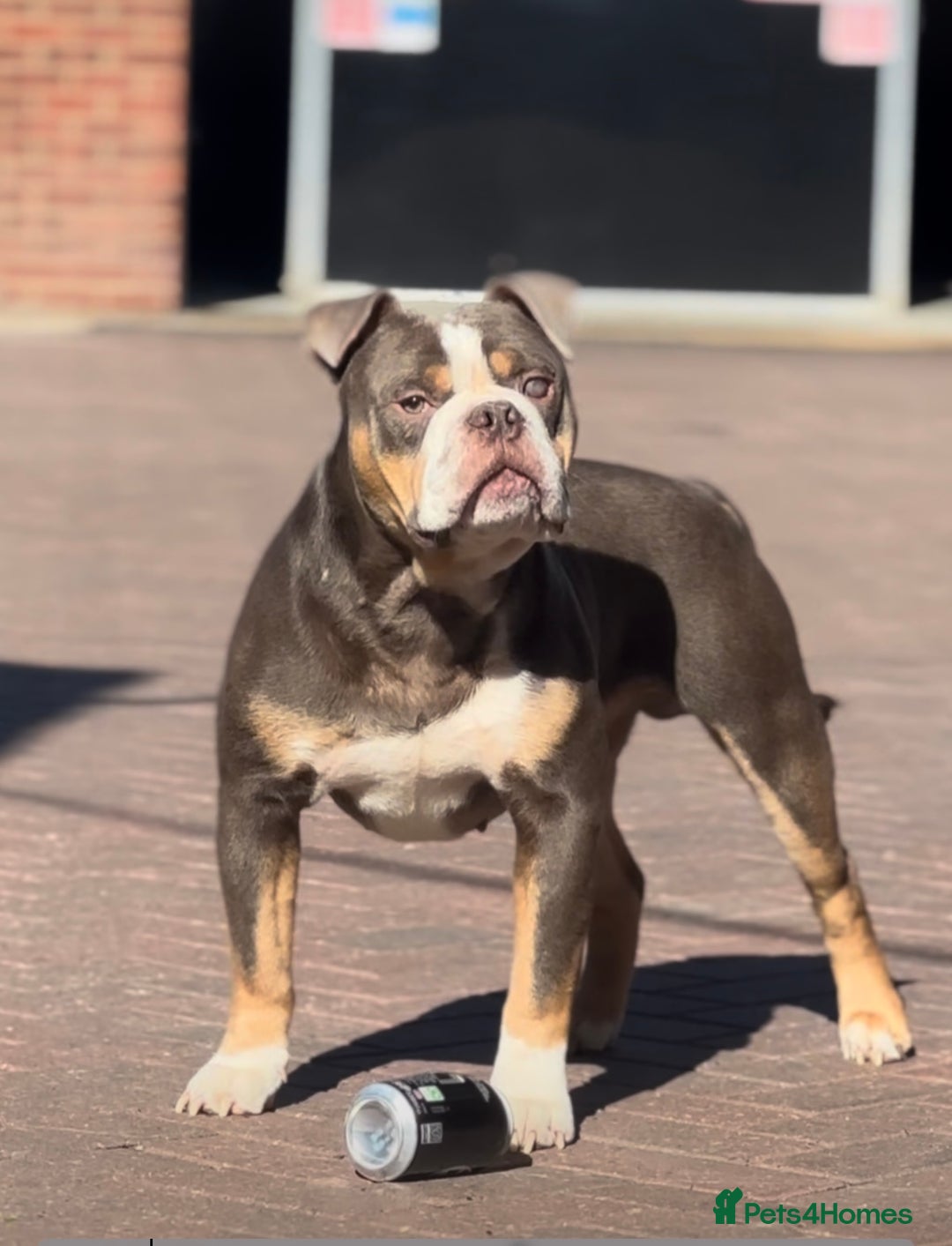 Olde English Bulldogge dogs for stud: 5⭐️LICENSED REGISTERED. 23 YEARS EXPERIENCE  in Wisbech - Advert 9