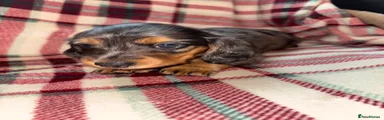 Dachshund Puppy 4