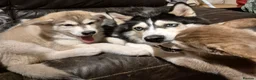 Alaskan Malamute dogs for sale: Alaskan Malamute x Siberian Husky Fluffy Puppy - Advert 11