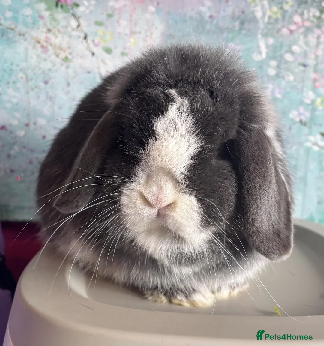 Mini Lop rabbits for sale: Beautiful Mini Lops Available  - Advert 2