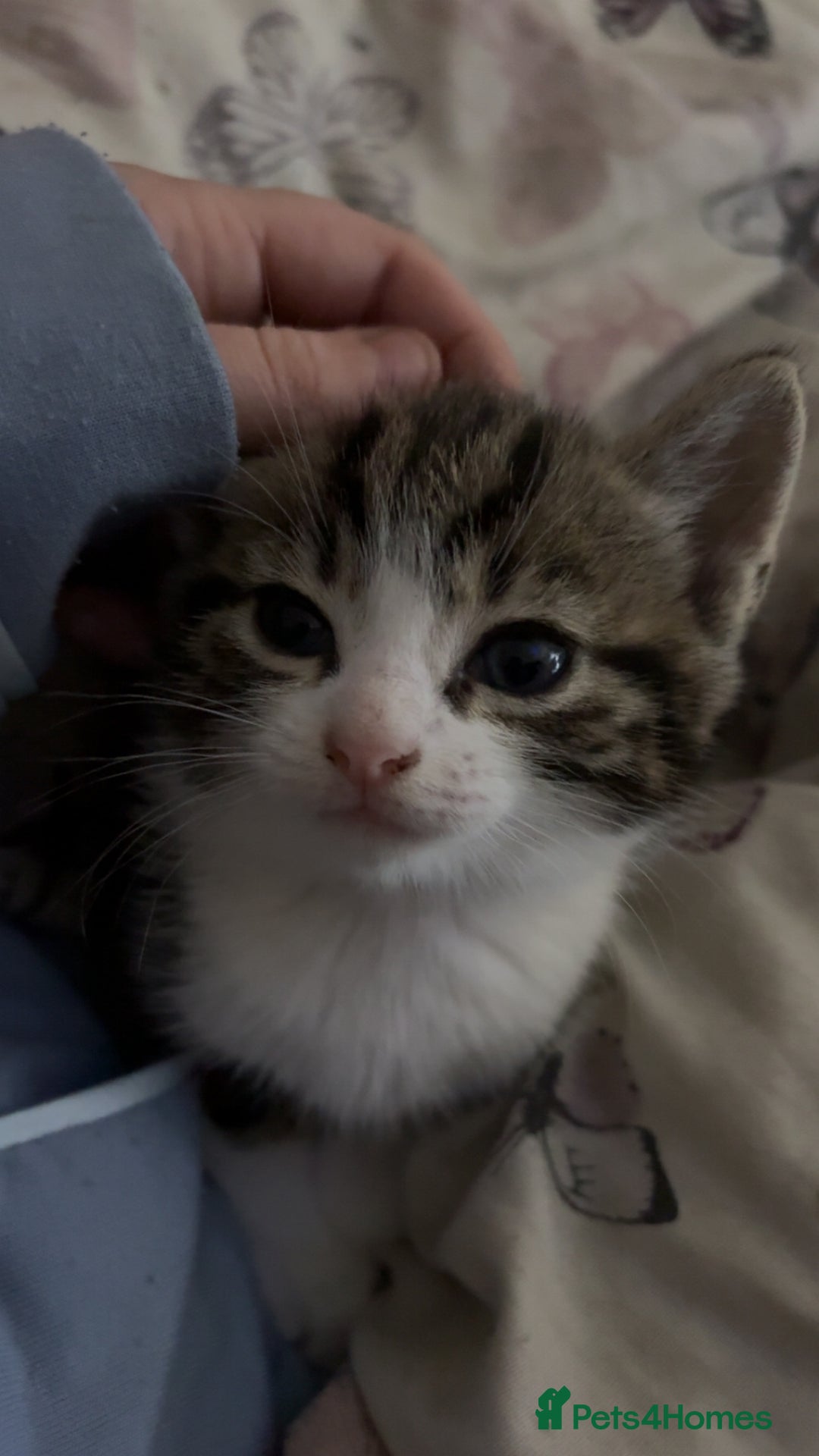 Mixed Breed cats for sale: Five tabby shorthair and longhair kittens - Advert 7