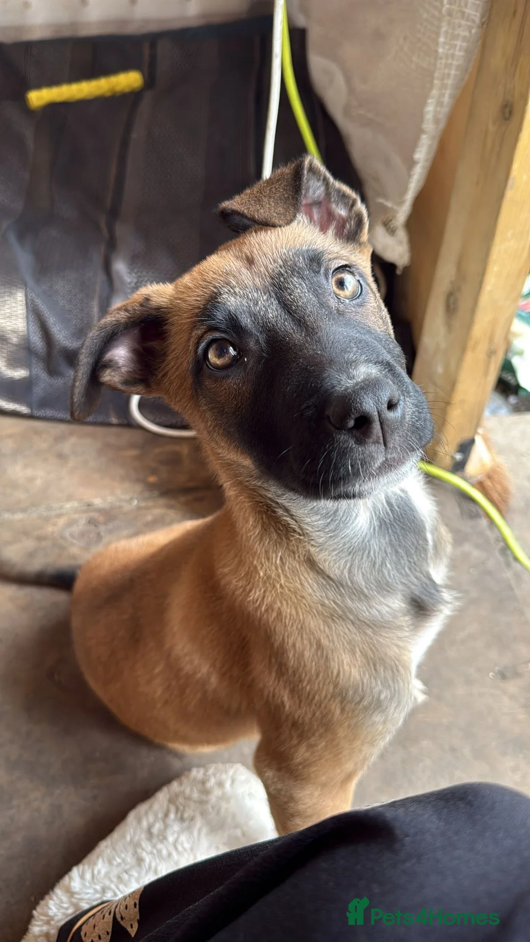 Belgian Shepherd Dog dogs for sale: Dutch shepherd puppy  - Advert 4