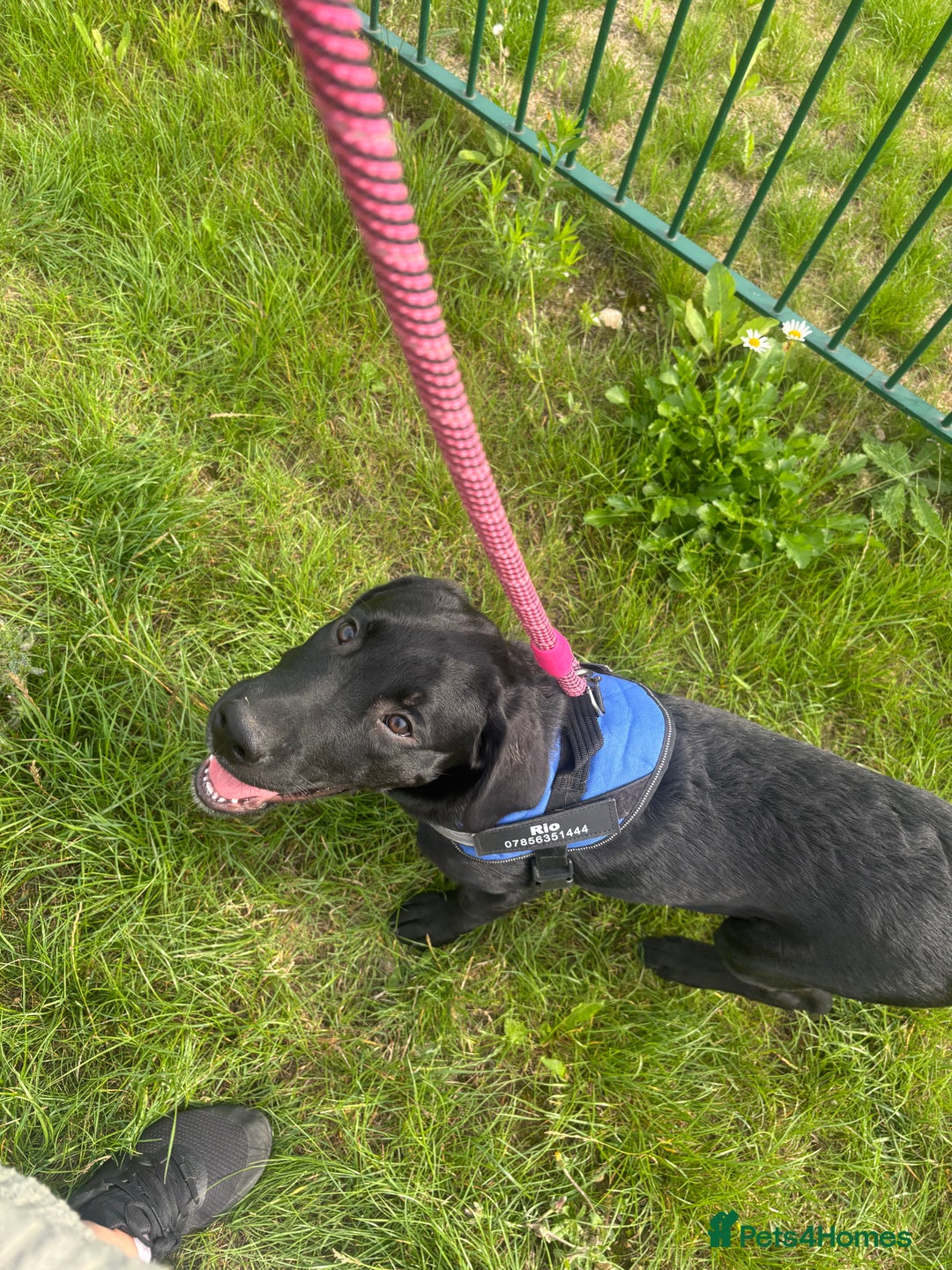 Goldador dogs for sale: Goldador for sale  - Advert 18