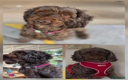 Cockapoo dogs for adoption: Mabel - beautiful soul  - Image 2