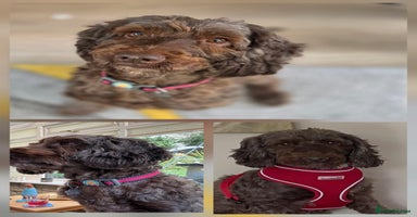 Cockapoo dogs - Advert 9